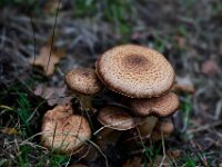 DSC0037