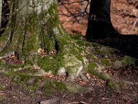 Im Lerbacher Wald