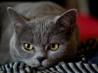 Katzen - unvermeidlich!
