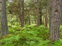 Loch an Eilean