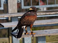 Adlerwarte Berlebeck
