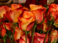 DSC0004