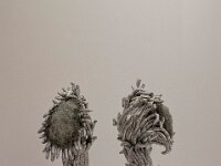 DSC1428